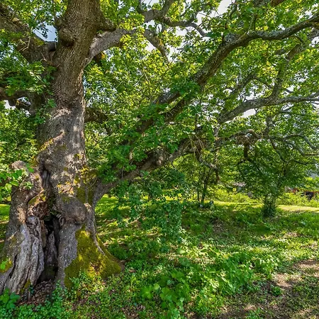 La Quercia And The Tree House By Great *